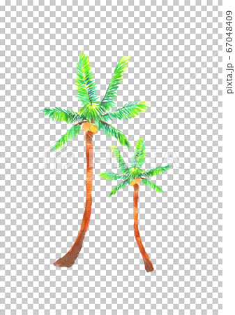 棕櫚樹水彩插圖手繪 棕櫚樹水彩插圖手繪 67048409