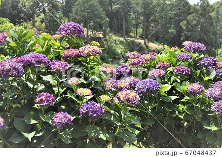 紫陽花 紫陽花 67048437