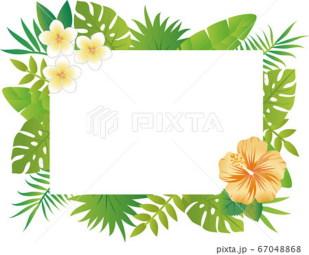 夏 植物 花 フレーム コピースペース 長方形 白のイラスト素材