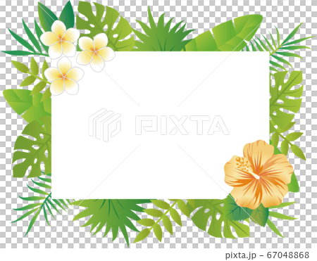 Summer plants flowers frame copy space rectangle white Summer plants flowers frame copy space rectangle white 67048868
