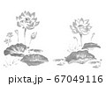 水墨_蓮_モノクロ 67049116