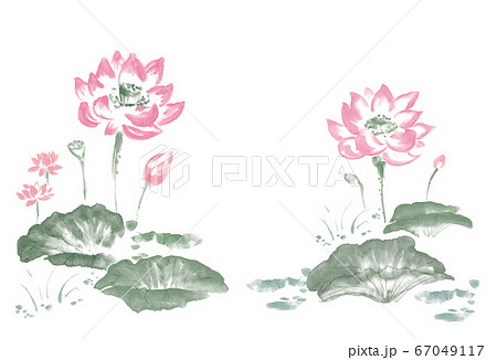 水墨_蓮_カラー 水墨_蓮_カラー 67049117