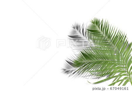 green palm leaves with shadow on white background 67049161