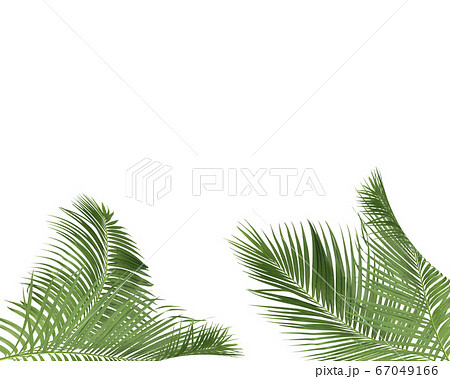 green palm leaves on white background green palm leaves on white background 67049166