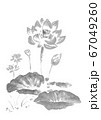 水墨_蓮1_モノクロ 67049260