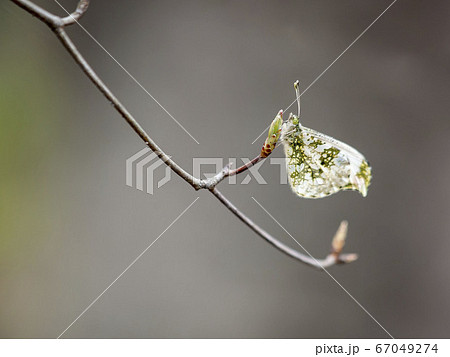 ツマキチョウ 67049274