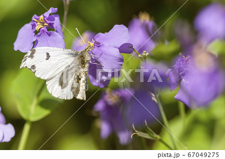 ツマキチョウ 67049275