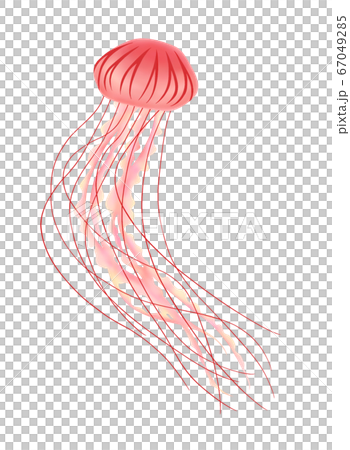 Red jellyfish B Red jellyfish B 67049285