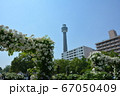 横浜みなとみらい・山下公園・マリンタワーとバラのアーチ 67050409