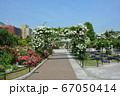 横浜みなとみらい・山下公園・氷川丸とバラのアーチと花 67050414