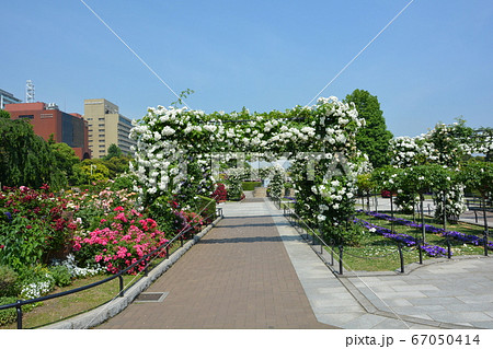 横浜みなとみらい 山下公園 氷川丸とバラのアーチと花の写真素材