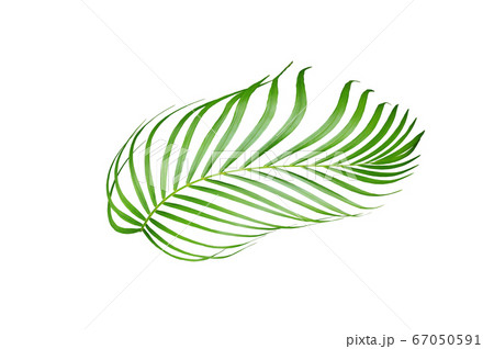 tropical green palm leaf tree isolated on white 67050591