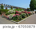 横浜　みなとみらい山下公園　バラの花壇 67050879