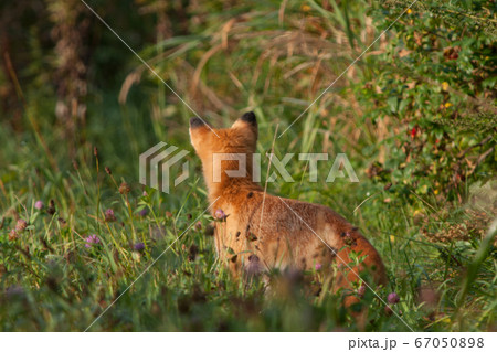 キツネの耳 67050898