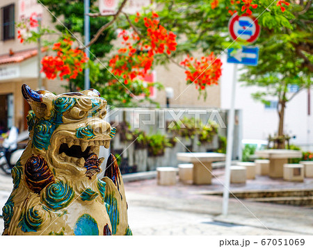 シーサーとホウオウボク シーサーとホウオウボク 67051069