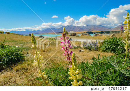 ニュージーランド テカポ湖 ルピナス ニュージーランド テカポ湖 ルピナス 67051217