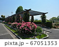 横浜みなとみらい　山下公園とバラ 67051353