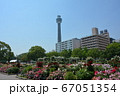 横浜みなとみらい　山下公園とバラ 67051354