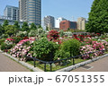 横浜みなとみらい　山下公園と満開の花壇 67051355