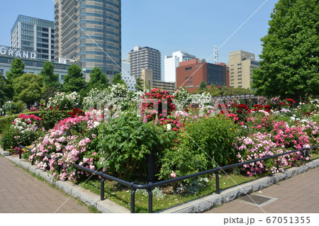 横浜みなとみらい 山下公園と満開の花壇 横浜みなとみらい 山下公園と満開の花壇 67051355