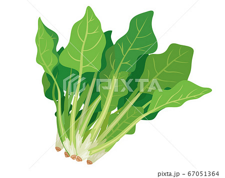 ほうれん草 ほうれん草 67051364