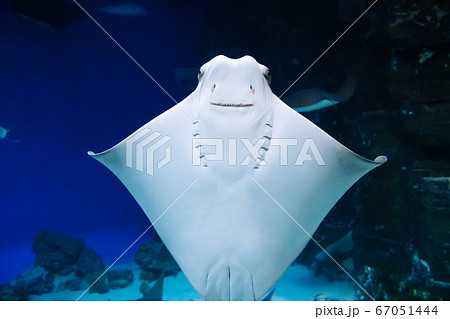 East American stingrays swim in blue water East American stingrays swim in blue water 67051444
