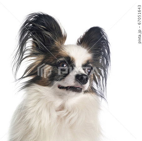 papillon dog in studio 67051643