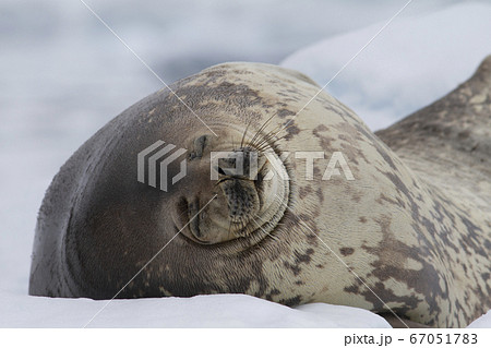 ウェッデルアザラシ 67051783