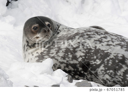 ウェッデルアザラシ 67051785