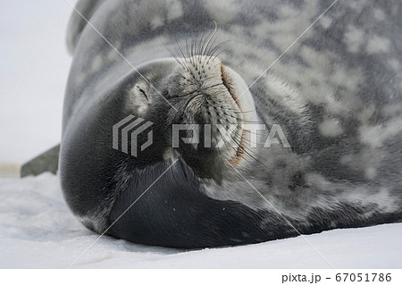 ウェッデルアザラシ ウェッデルアザラシ 67051786