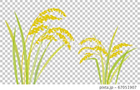 Inaho's illustration/color - Stock Illustration [67051907] - PIXTA