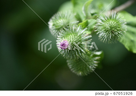 ゴボウの花と蕾 ゴボウの花と蕾 67051926