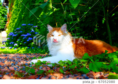 蔦の絡まる家屋と横たわる猫 蔦の絡まる家屋と横たわる猫 67052080