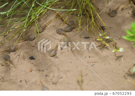 脚が生えてきたオタマジャクシ 67052293