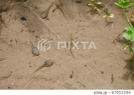 脚が生えてきたオタマジャクシ 67052294