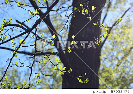 南平丘陵公園の春はこんな感じ 日野市 南平丘陵公園の春はこんな感じ 日野市 67052475