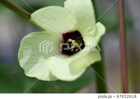 オクラの花 オクラの花 67052618