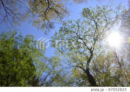 南平丘陵公園の春 日野市 南平丘陵公園の春 日野市 67052625