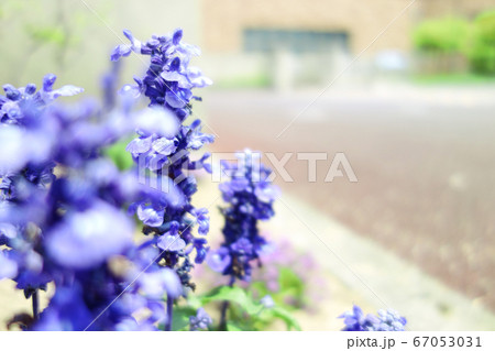 紫色の草花の写真素材