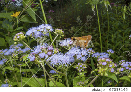 イチモンジセセリ 67053146