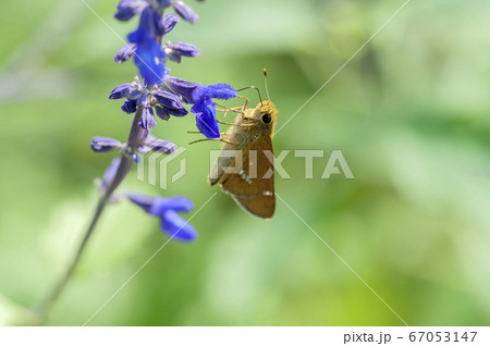 イチモンジセセリ 67053147