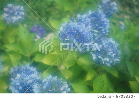 青い紫陽花 青い紫陽花 67053307