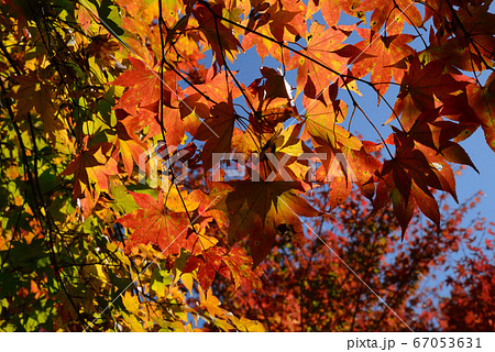 湯西川温泉の紅葉　　＃28 67053631