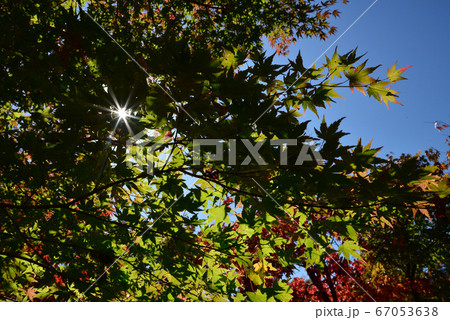 湯西川温泉の紅葉 #22 湯西川温泉の紅葉 #22 67053638
