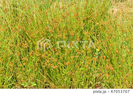 密生した藺草 密生した藺草 67053707