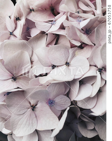 Beautiful fresh pastel colored hydrangea flower in bloom. Beautiful fresh pastel colored hydrangea flower in bloom. 67053758