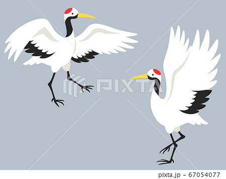 翼を広げて踊る2羽の鶴 67054077