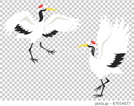 翼を広げて踊る2羽の鶴 67054077