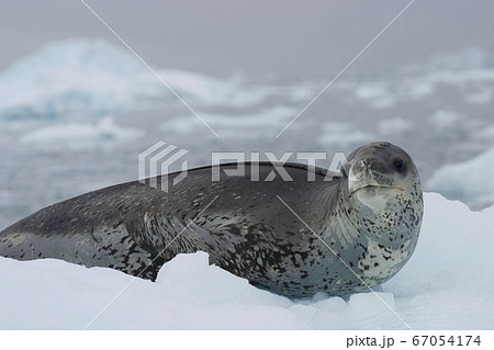 ヒョウアザラシ 67054174