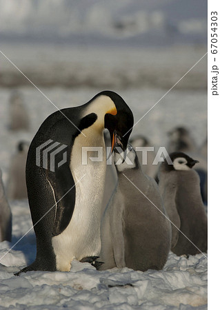 コウテイペンギン 67054303